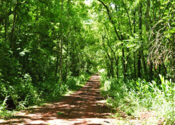 La Argentina ya recibe dinero por sus “capturas” de carbono: La ONU prestará 82 millones de dólares para promover un uso sostenible de sus bosques