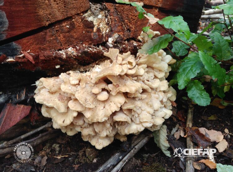 Patagonia Fungi: Desarrollaron una aplicación para identificar hongos comestibles y diferenciarlos de aquellos peligrosos