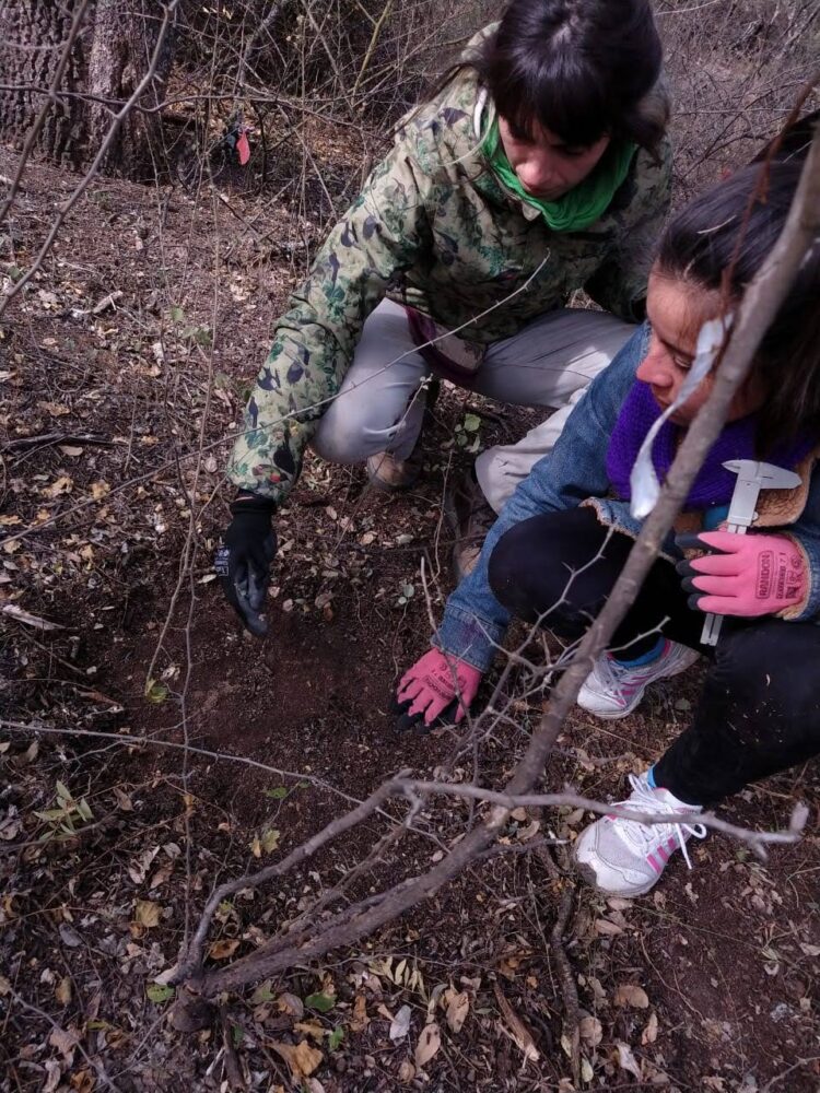 Ana Ibáñez Moro trabaja en la preservación de quebrachos y algarrobos: “Se encuentran expuestos a disturbios que han aumentado fuertemente su frecuencia”