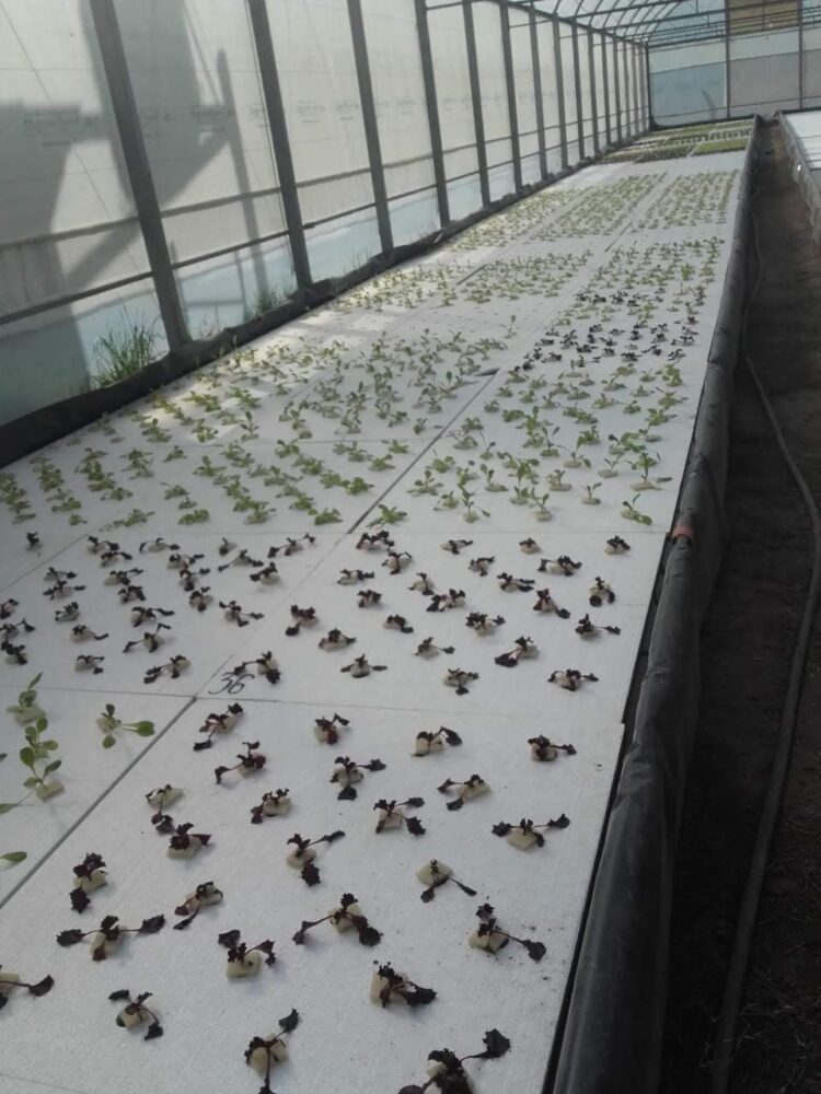 El correntino Daniel Aguilera difunde entre los chicos del conurbano la magia de la hidroponia, que permite obtener alimentos en poco espacio