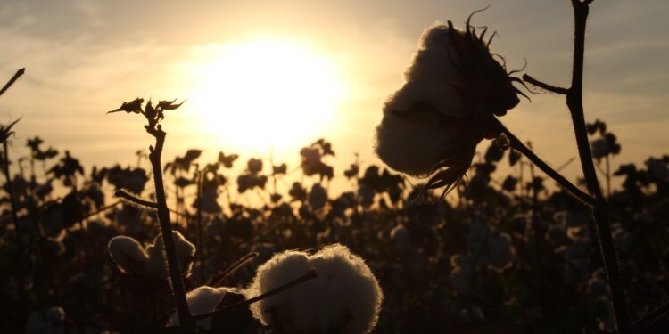 Pasó la siembra de girasol y ahora se pasa la de algodón: “Si en los próximos días no llueve gran parte del área podría pasar a soja”, asegura Héctor Linke