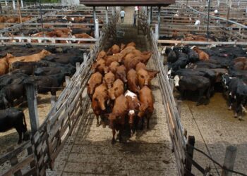 Precios récord en el ganado para consumo y los de la exportación le siguen de cerca a pesar de la menor demanda mundial de carne