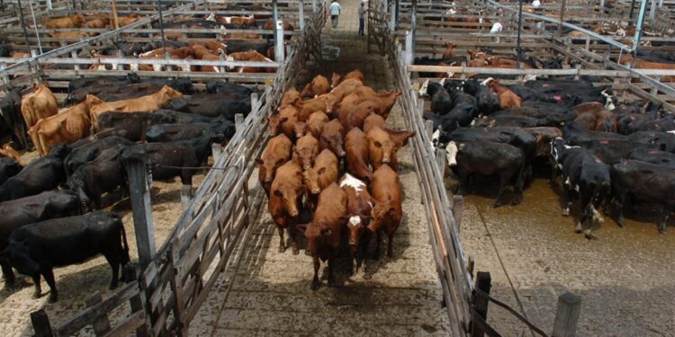 Precios récord en el ganado para consumo y los de la exportación le siguen de cerca a pesar de la menor demanda mundial de carne