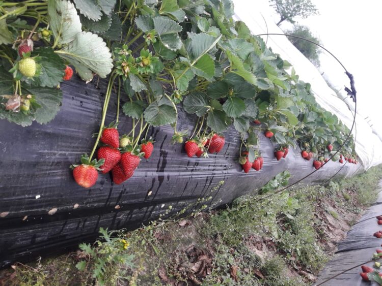 Ariel Piana inició hace once años la producción de bioinsumos: “Esta tecnología que todos están pidiendo es lo que se viene”, asegura