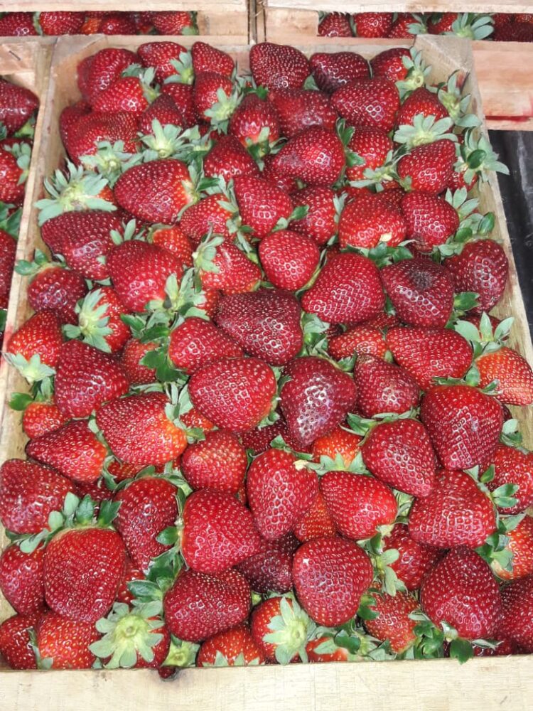 Ariel Piana inició hace once años la producción de bioinsumos: “Esta tecnología que todos están pidiendo es lo que se viene”, asegura