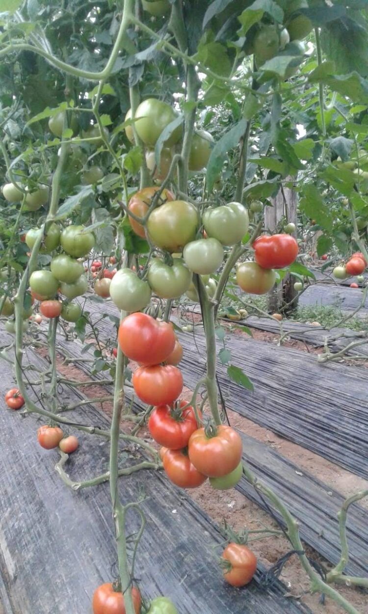 Ariel Piana inició hace once años la producción de bioinsumos: “Esta tecnología que todos están pidiendo es lo que se viene”, asegura
