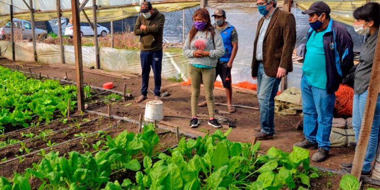 Estudian a quienes realmente necesitan una “reforma agraria”: En los conurbanos se pagan 6.324 pesos por hectárea y 84% de la verdura se vende “a culata”