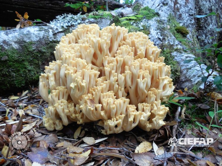 Patagonia Fungi: Desarrollaron una aplicación para identificar hongos comestibles y diferenciarlos de aquellos peligrosos