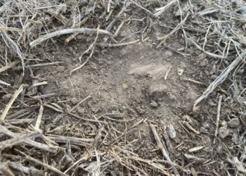 El Servicio Meteorológico Nacional alertó que la proyección del escenario de restricciones hídricas se mantiene hasta febrero