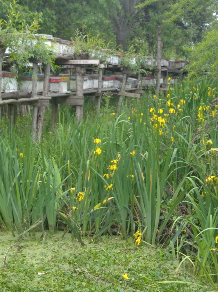 “De ser enterradores de basura, aprendimos a ser productores agroecológicos”, dice Mario Barrios, que lidera un proyecto cooperativo para recuperar la costa de Villa Domínico