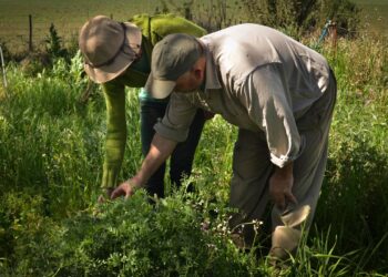 Tierra Viva: Los movimientos de pequeños productores y campesinos ya tienen su propia agencia de noticias