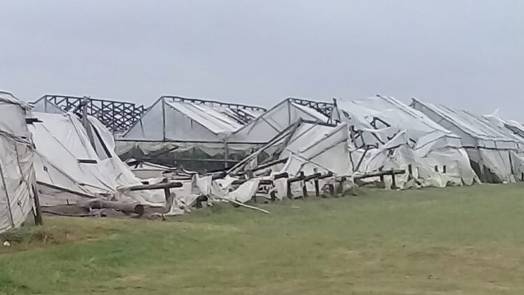 José Alberto Soto aclara que ellos cobran 10 pesos por kilo de tomate. “Y producir con el dólar disparado es agobiante”, determina