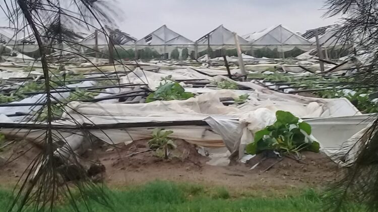 José Alberto Soto aclara que ellos cobran 10 pesos por kilo de tomate. “Y producir con el dólar disparado es agobiante”, determina