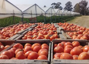 José Alberto Soto aclara que ellos cobran 10 pesos por kilo de tomate. “Y producir con el dólar disparado es agobiante”, determina