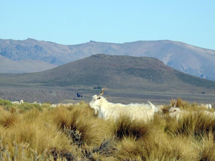 Plan Canje: En Mendoza y Neuquén ceden perros protectores a aquellos productores que prometan dejar de matar al puma y otras especies silvestres