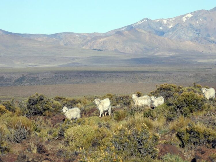 Plan Canje: En Mendoza y Neuquén ceden perros protectores a aquellos productores que prometan dejar de matar al puma y otras especies silvestres