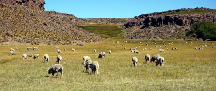 Plan Canje: En Mendoza y Neuquén ceden perros protectores a aquellos productores que prometan dejar de matar al puma y otras especies silvestres