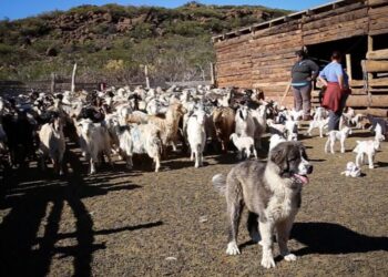 Plan Canje: En Mendoza y Neuquén ceden perros protectores a aquellos productores que prometan dejar de matar al puma y otras especies silvestres