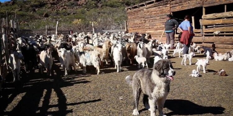 Plan Canje: En Mendoza y Neuquén ceden perros protectores a aquellos productores que prometan dejar de matar al puma y otras especies silvestres