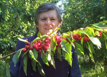 Arrancó la temporada de cerezas 2020: Para Adolfo Storni, si se pone las pilas la Argentina podría tener 10 mil hectáreas y exportar por 100 millones de dólares