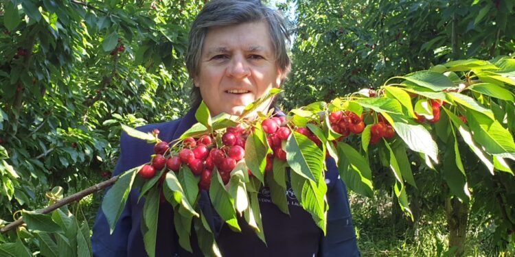 Arrancó la temporada de cerezas 2020: Para Adolfo Storni, si se pone las pilas la Argentina podría tener 10 mil hectáreas y exportar por 100 millones de dólares