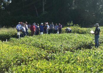 Ricardo Garbesi y el desafío agronómico más insólito: Comenzó a producir soja no transgénica en el sur de Chile