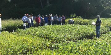Ricardo Garbesi y el desafío agronómico más insólito: Comenzó a producir soja no transgénica en el sur de Chile