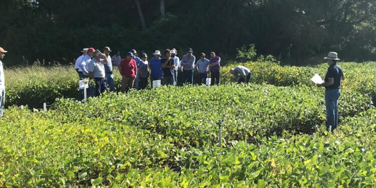 Ricardo Garbesi y el desafío agronómico más insólito: Comenzó a producir soja no transgénica en el sur de Chile