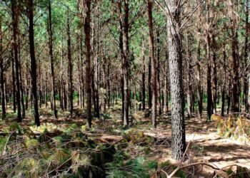 Para la Federación de Agrónomos, antes de pretender modificar la Ley de Bosques hay que empezar a cumplir con la normativa vigente