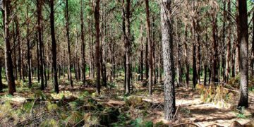 Para la Federación de Agrónomos, antes de pretender modificar la Ley de Bosques hay que empezar a cumplir con la normativa vigente