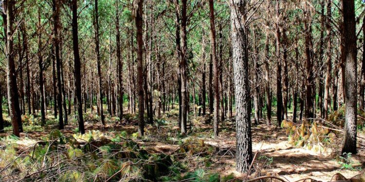 Para la Federación de Agrónomos, antes de pretender modificar la Ley de Bosques hay que empezar a cumplir con la normativa vigente