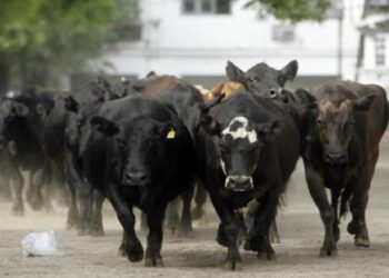Se levantan apuestas sobre la carne: ¿Llegará la faena a 14 millones de cabezas? ¿Y las exportaciones al millón de toneladas?