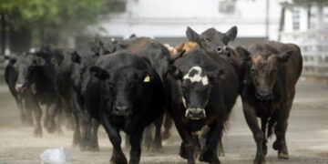 Se levantan apuestas sobre la carne: ¿Llegará la faena a 14 millones de cabezas? ¿Y las exportaciones al millón de toneladas?