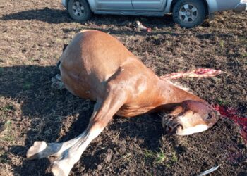 Maldad sin límite: A los gauchos peregrinos de Olavarría les carnearon un caballo que llegó a trasladar la imagen de la Vírgen de Luján