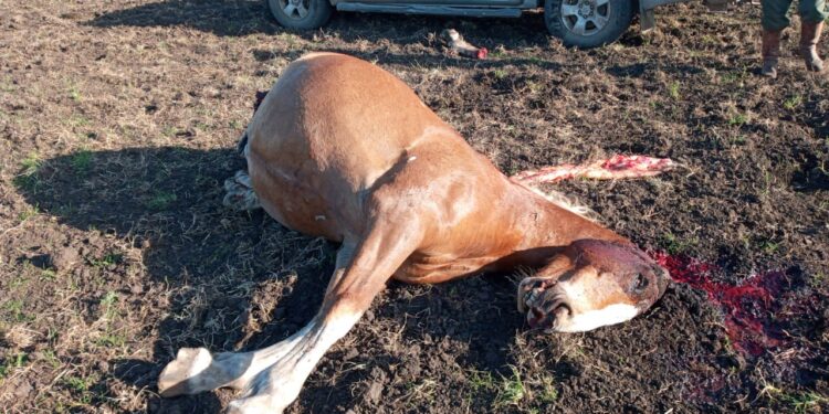 Maldad sin límite: A los gauchos peregrinos de Olavarría les carnearon un caballo que llegó a trasladar la imagen de la Vírgen de Luján