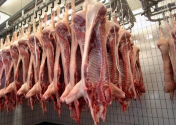 Los cerdos vuelan: Suben faena, producción, precios y las exportaciones un 71% interanual