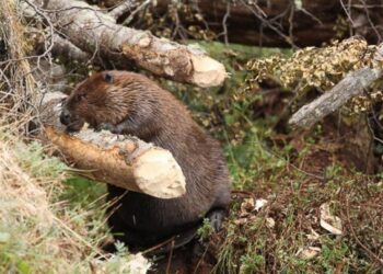 Los castores acechan en la Patagonia: Los investigadores dicen que no queda otra que erradicarlos, pero cuesta mucho tomar la decisión