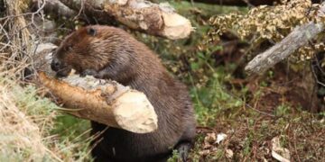 Los castores acechan en la Patagonia: Los investigadores dicen que no queda otra que erradicarlos, pero cuesta mucho tomar la decisión