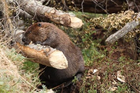Los castores acechan en la Patagonia: Los investigadores dicen que no queda otra que erradicarlos, pero cuesta mucho tomar la decisión