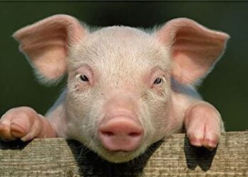 ¿Arrancó el plan chino para producir cerdos? Chaco firmó un primer acuerdo para instalar tres mega-granjas en su territorio