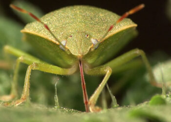 Investigadores de la Fauba descubrieron que no hay nada peor para la soja que un salivazo de chinche verde