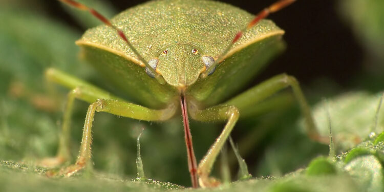 Investigadores de la Fauba descubrieron que no hay nada peor para la soja que un salivazo de chinche verde