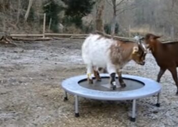 ¡Saltó el chivo! En lo que va del año se duplicaron las exportaciones de carne caprina