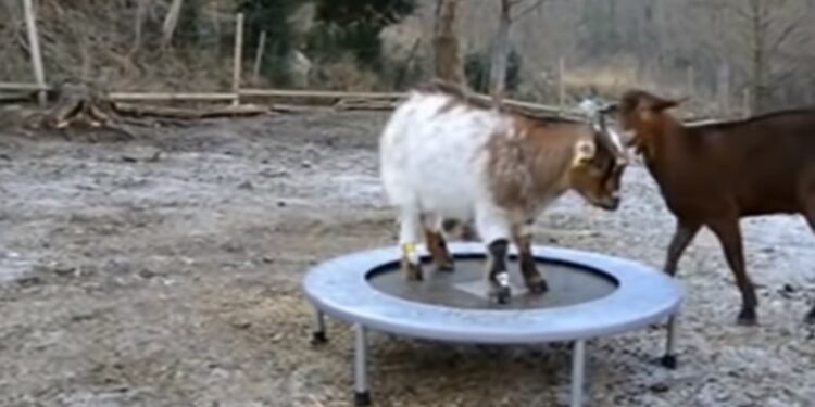 ¡Saltó el chivo! En lo que va del año se duplicaron las exportaciones de carne caprina