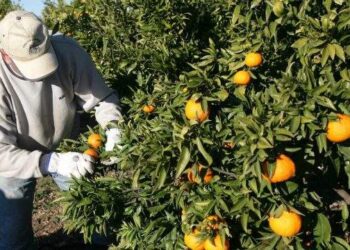 El Senasa la rema para que la Unión Europea levante la prohibición a las exportaciones de cítricos argentinos