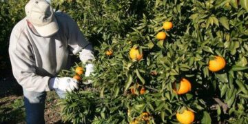 El Senasa la rema para que la Unión Europea levante la prohibición a las exportaciones de cítricos argentinos