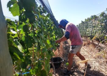 La prueba de amor que necesita el agro: Eliminar las retenciones a las economías regionales costaría 360 millones de dólares