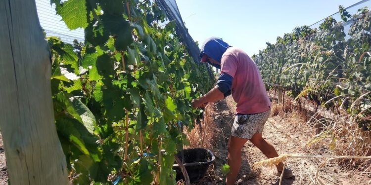 La prueba de amor que necesita el agro: Eliminar las retenciones a las economías regionales costaría 360 millones de dólares