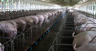 Los cerdos vuelan: Suben faena, producción, precios y las exportaciones un 71% interanual