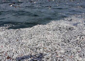 Denuncian que la industria pesquera descarta más de 110 mil toneladas de merluza por año: Son ejemplares juveniles que se arrojan al mar